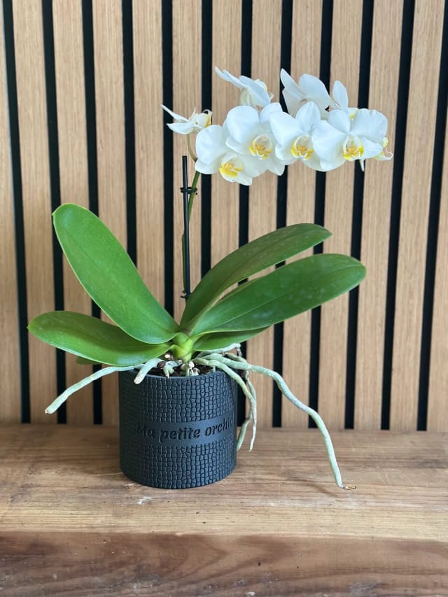 Vaso decorativo de interior — myFabrik