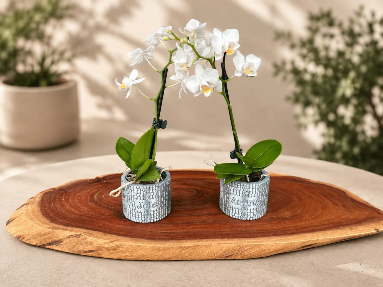 Mini cache-pot personnalisé pour orchidée et petite plante – Cadeau